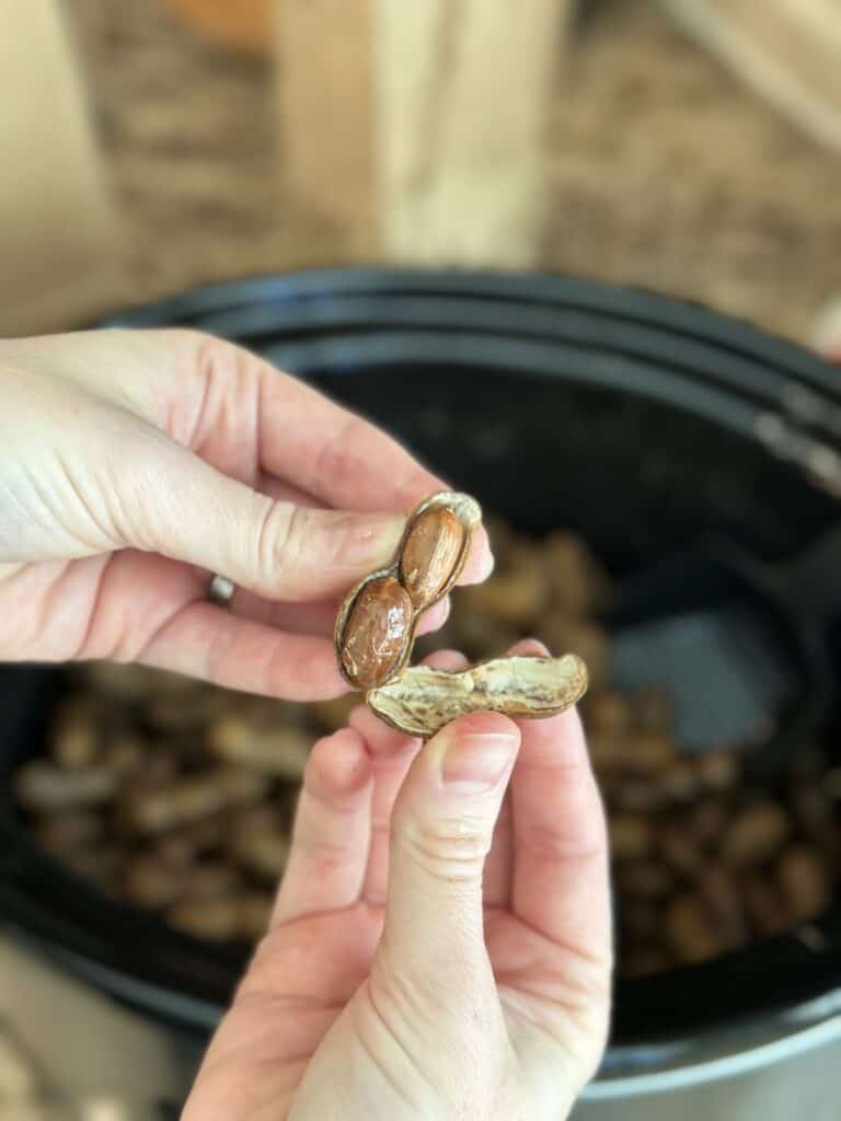 Opening a boiled peanut.